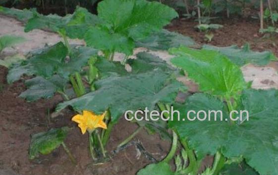 南瓜秧的功效与作用-0