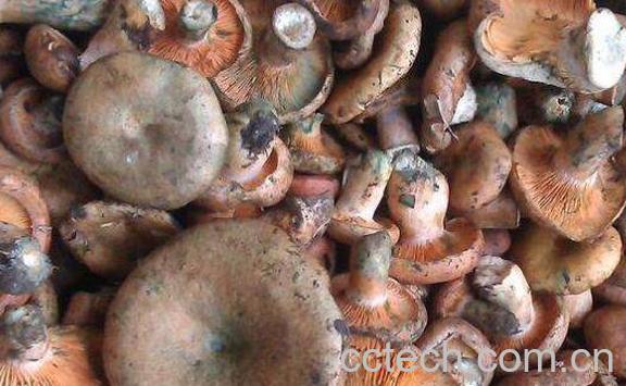 枞菌的功效与作用 枞菌怎么保存-1