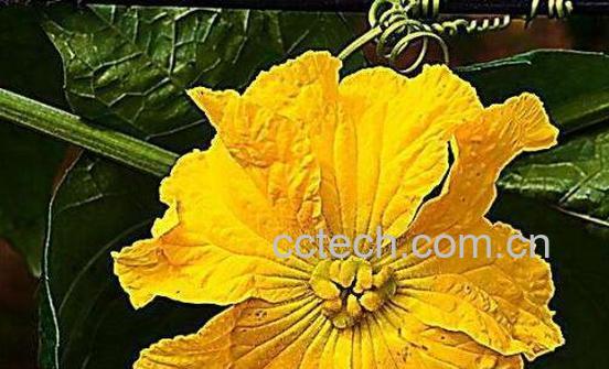 丝瓜花可以吃吗 丝瓜花的功效与作用-0