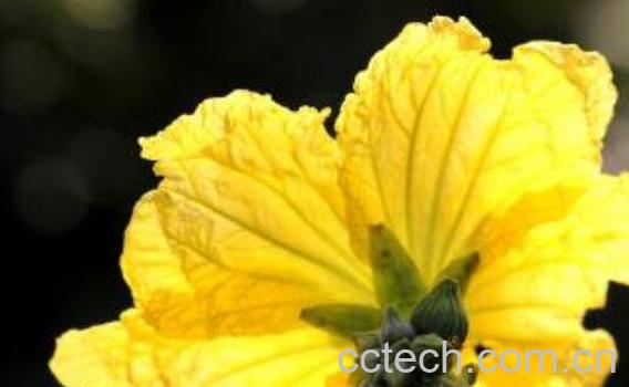 丝瓜花可以吃吗 丝瓜花的功效与作用-1