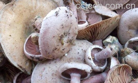 枞菌不能和什么一起吃 枞菌怎么做好吃-0