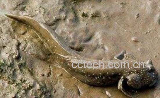 跳跳鱼的营养价值及食疗功效-0