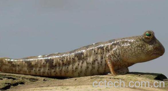 跳跳鱼的营养价值及食疗功效-1