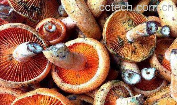 枞菌不能和什么一起吃 枞菌怎么做好吃-1