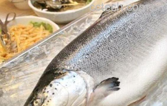 三文鱼和虹鳟鱼的区别-1