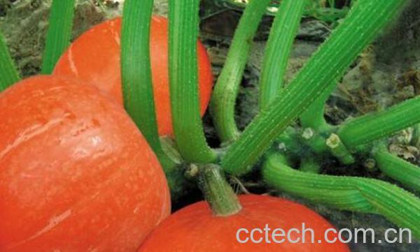 南瓜根的功效与作用 南瓜根熬水的作用-0