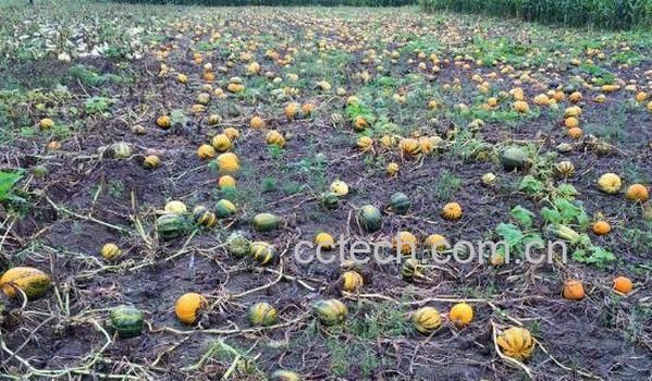 南瓜根的功效与作用 南瓜根熬水的作用-1