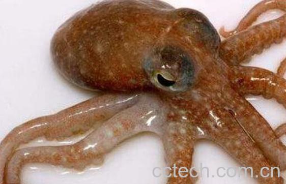 乌贼和章鱼的区别-0