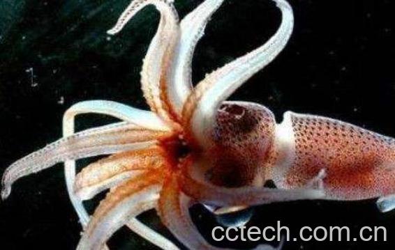 乌贼和章鱼的区别-1