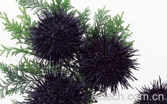 新鲜海胆怎么保存 新鲜海胆的保鲜技巧-1