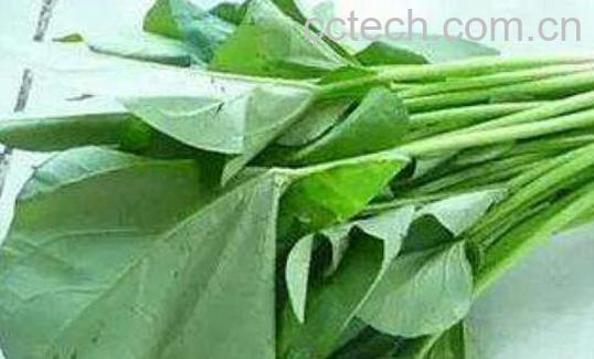 红薯叶的功效与作用 吃红薯叶的好处-0