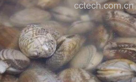 花甲沙子怎么洗干净 花甲怎么去沙-0