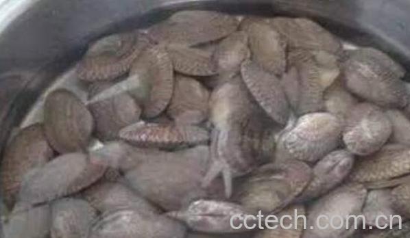 花甲沙子怎么洗干净 花甲怎么去沙-1