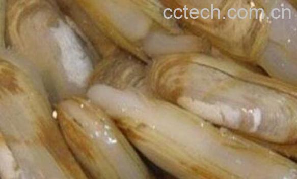 蛏子怎么洗 蛏子怎么快速去沙-1