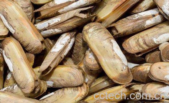 蛏子怎么洗 蛏子怎么快速去沙-0