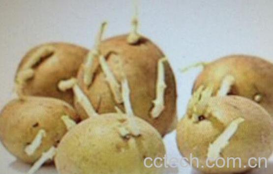 土豆发芽了还能吃吗 发芽土豆的危害-1