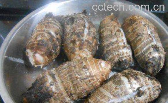 芋头的功效与作用有哪些-1