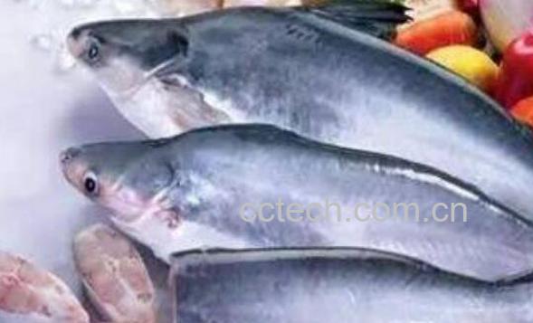 巴沙鱼为什么不能吃 吃巴沙鱼有什么危害吗-0