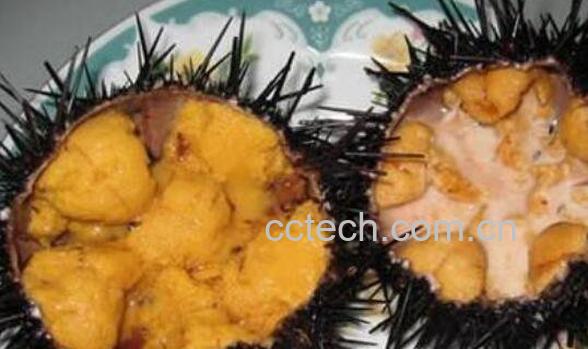 活海胆怎么吃 活海胆的正确吃法-1