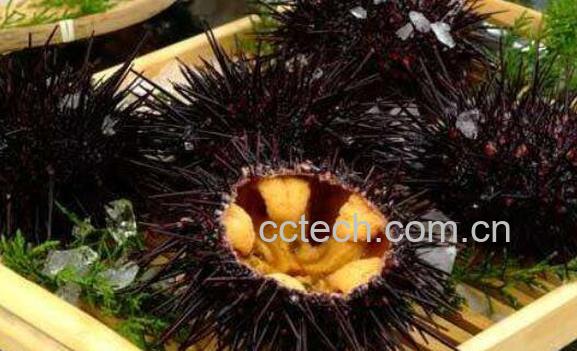 活海胆怎么吃 活海胆的正确吃法-0