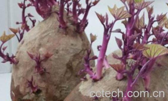 红薯发芽了还能吃吗 红薯发芽吃了的危害与副作用-0