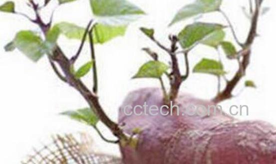 红薯发芽了还能吃吗 红薯发芽吃了的危害与副作用-1