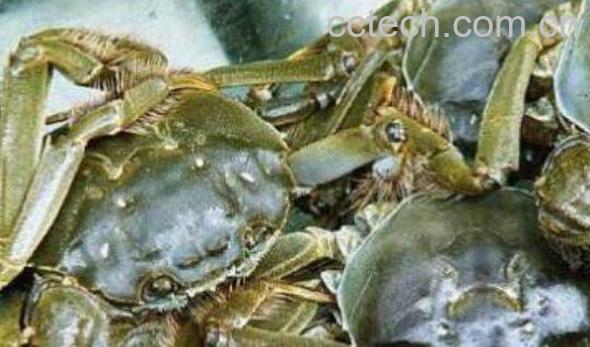 大闸蟹怎么保存 大闸蟹保鲜的方法技巧-0