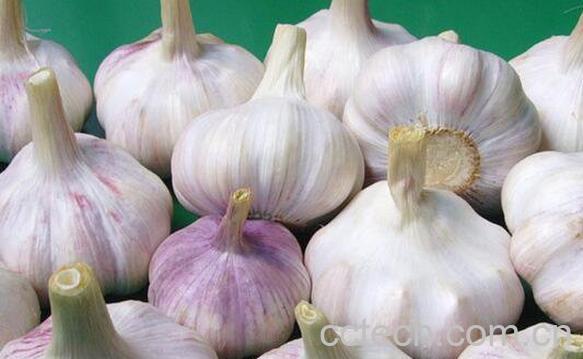 生大蒜头怎么吃 生大蒜头的吃法技巧教程-0