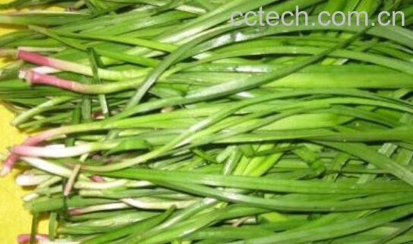 山韭菜和野韭菜的区别 山韭菜与韭菜有何不同-0