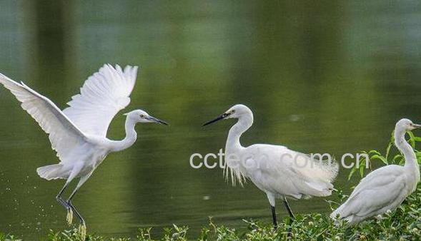 白鹭和营养价值和功效 白鹭能吃吗-0