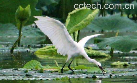 白鹭和营养价值和功效 白鹭能吃吗-1