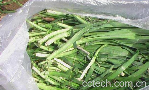 山韭菜和野韭菜的区别 山韭菜与韭菜有何不同-1