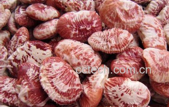 荷包豆的功效与作用及食用方法-0