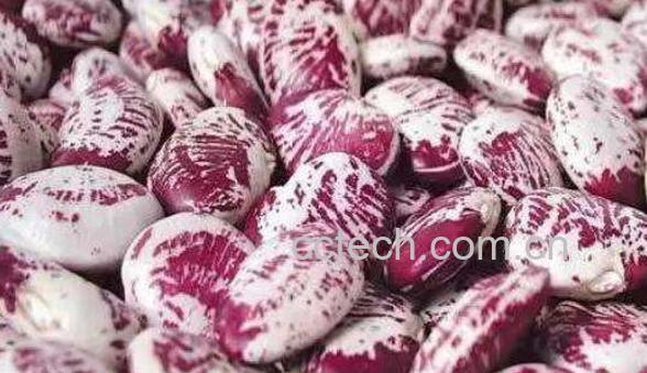 荷包豆的功效与作用及食用方法-1