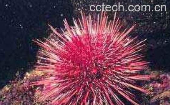 海胆有毒吗 海胆中毒怎么处理-0