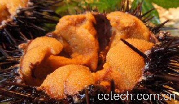 海胆有毒吗 海胆中毒怎么处理-1