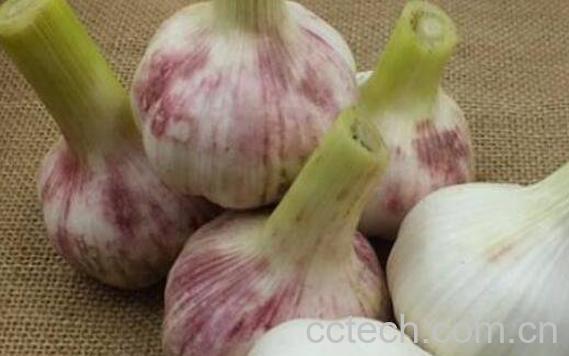 鲜蒜头怎么吃最好-0