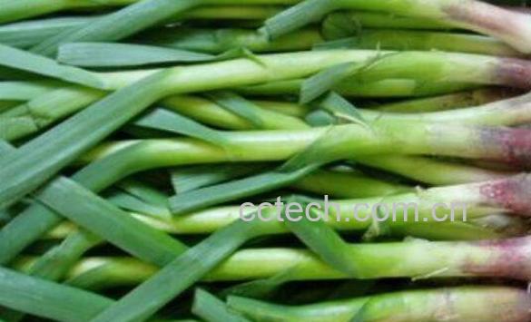 干蒜苗杆的功效与作用-0