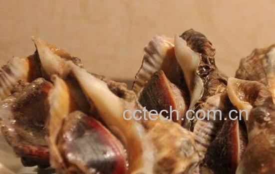 大海螺的功与作用-1