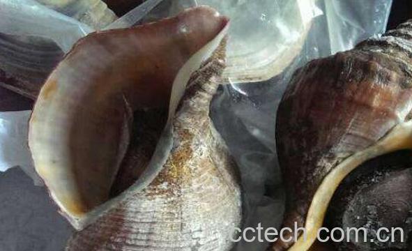 大海螺的功与作用-0