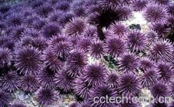 什么是紫海胆 紫海胆的功效与作用-1