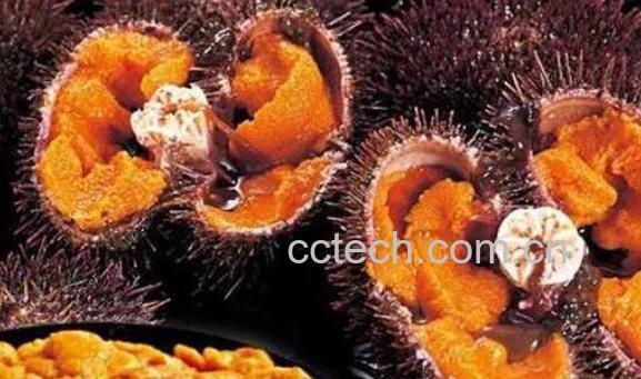 海胆黄是什么 海胆黄的功效与作用-1