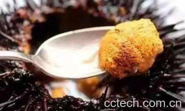 海胆可以生吃吗 海胆生吃怎么吃图解-1