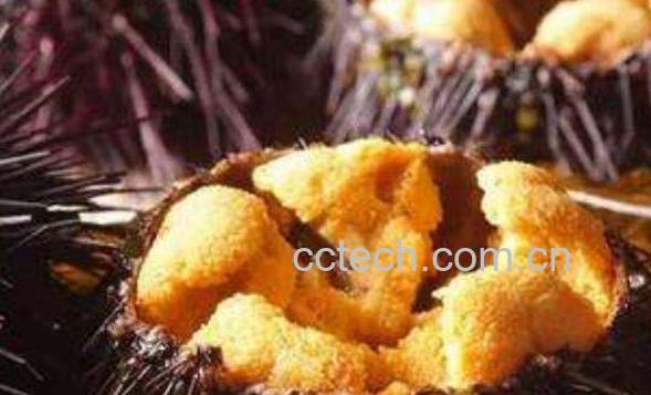 海胆可以生吃吗 海胆生吃怎么吃图解-0