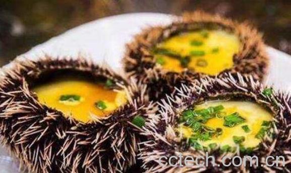 海胆怎么处理 海胆怎么打开-1