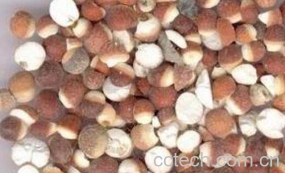 芡实怎么煮烂 新鲜的芡实怎么吃-0