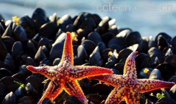 海五星的功效与作用-1