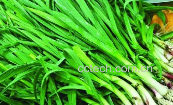 干蒜苗能吃吗 干蒜苗的功效与作用-0