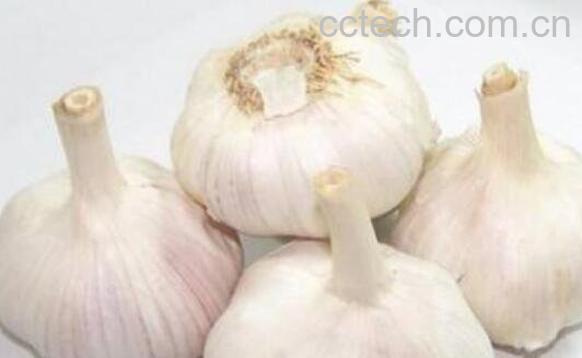 蒜头怎么吃杀菌效果好 蒜头怎么吃功效好-1