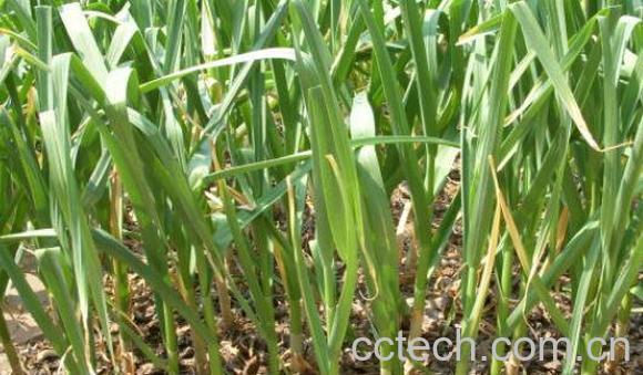 干蒜苗能吃吗 干蒜苗的功效与作用-1